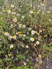 Anacyclus