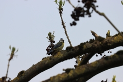 Cyanistes caeruleus
