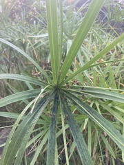 Cyperus textilis
