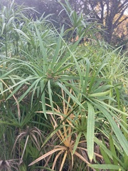 Cyperus textilis