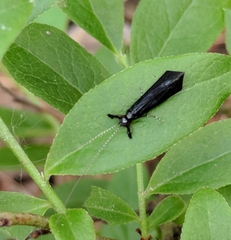 Mystacides sepulchralis