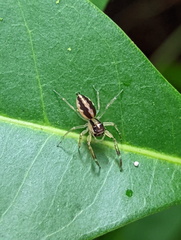 Tauala lepidus