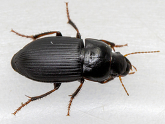 Harpalus tardus