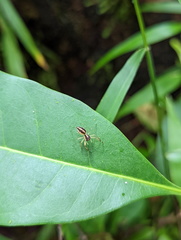 Tauala lepidus