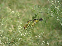 Spinus psaltria