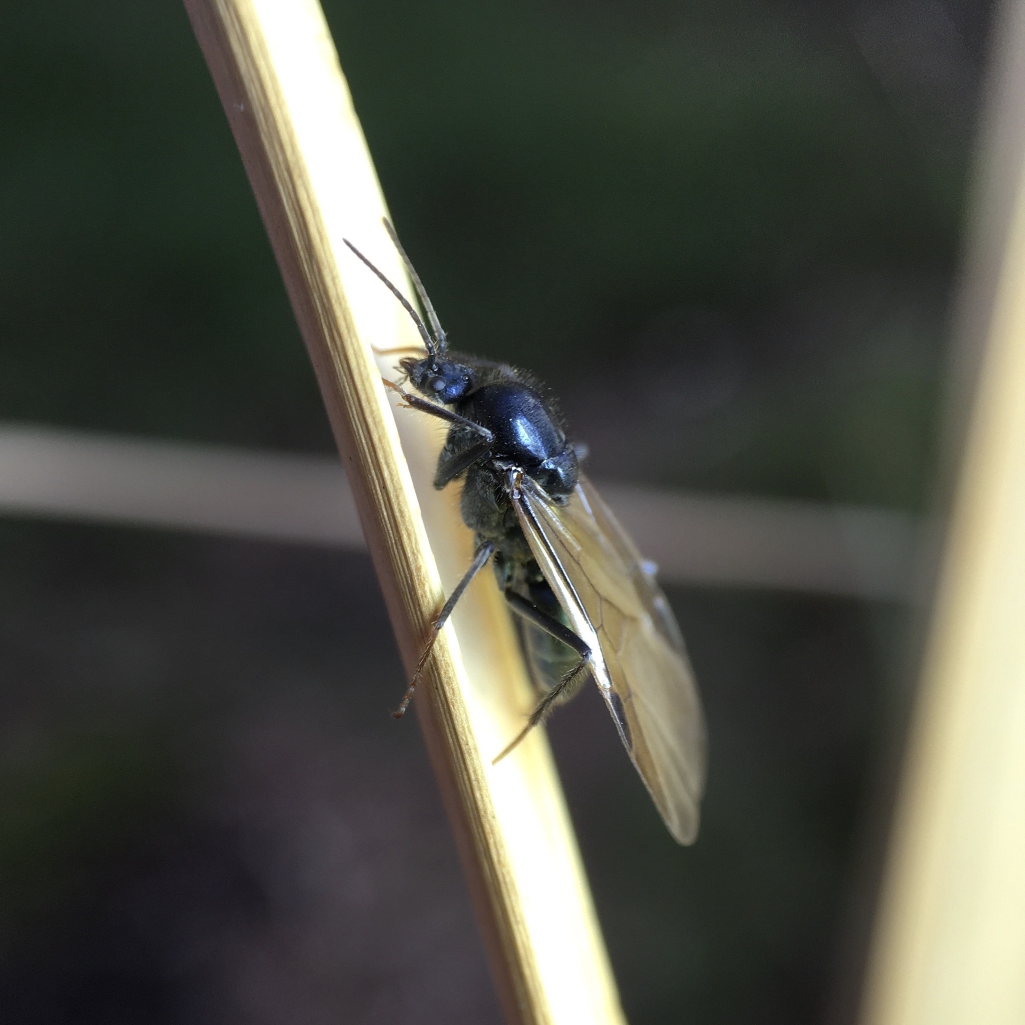 Iridomyrmex lividus Shattuck, 1993