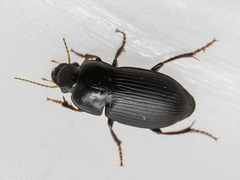 Harpalus tardus