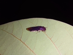 Pseudophera