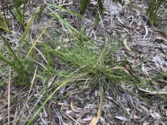Platysace heterophylla