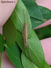 Austrosalomona destructor