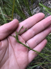 Platysace heterophylla