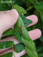 Austrosalomona destructor