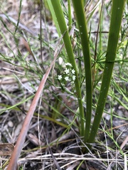 Platysace heterophylla