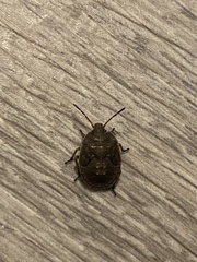 Hymenarcys nervosa