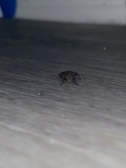 Hymenarcys nervosa
