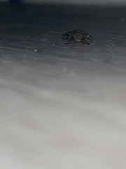 Hymenarcys nervosa