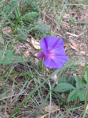 Ipomoea indica