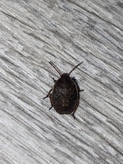 Hymenarcys nervosa