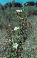 Cistus libanotis