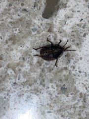 Hymenarcys nervosa