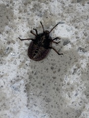 Hymenarcys nervosa