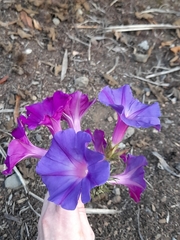 Ipomoea indica