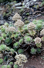 Aeonium percarneum