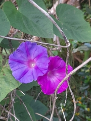 Ipomoea indica