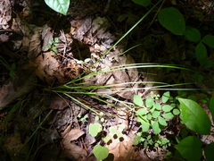 Carex rosea