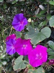 Ipomoea indica