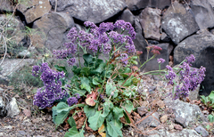 Limonium frutescens