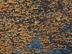 Xeromphalina leonina