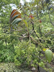 Rhus javanica