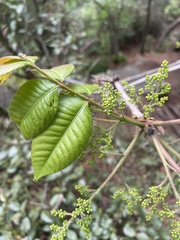 Rhus javanica