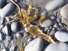 Ecklonia