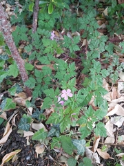 Geranium robertianum