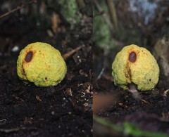 Gymnogaster boletoides