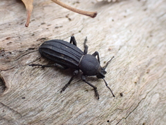 Talaurinus impressicollis