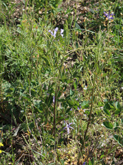 Clematis lathyrifolia