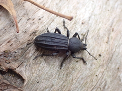 Talaurinus impressicollis