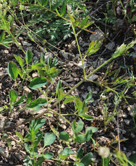 Clematis lathyrifolia