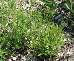 Clematis lathyrifolia