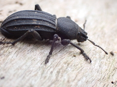 Talaurinus impressicollis