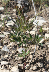 Clematis lathyrifolia