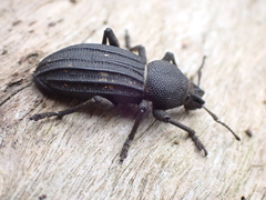 Talaurinus impressicollis