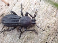 Talaurinus impressicollis