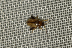 Longitarsus nigrofasciatus