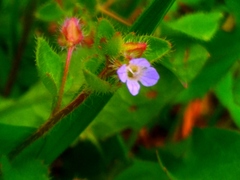 Veronica sublobata