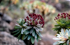 Euphorbia atropurpurea