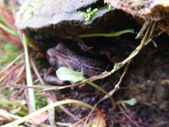 Pristimantis unistrigatus